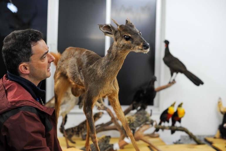 Museu de Ciências Naturais da UCS amplia coleção de animais taxidermizados