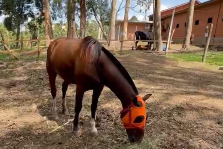 Parceria entre Medicina Veterinária da UCS e ONG reabilita cavalos abandonados no Rio Grande do Sul