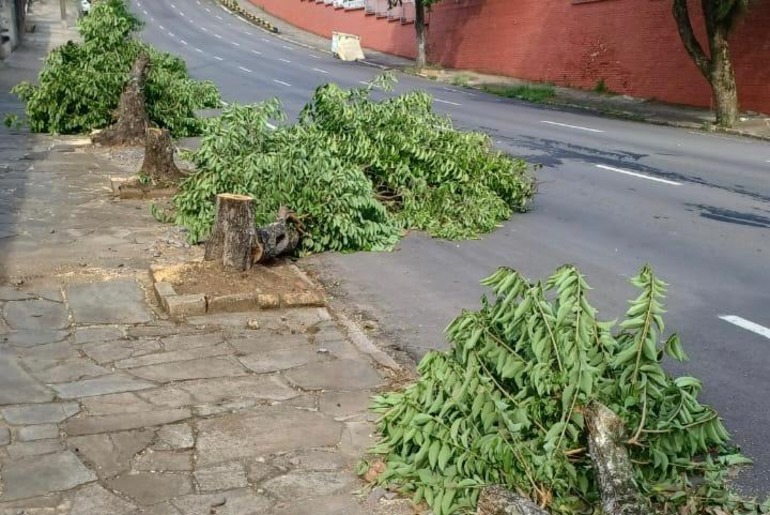 Conselho das Árvores lança ONG para defender patrimônio arborístico de Caxias do Sul