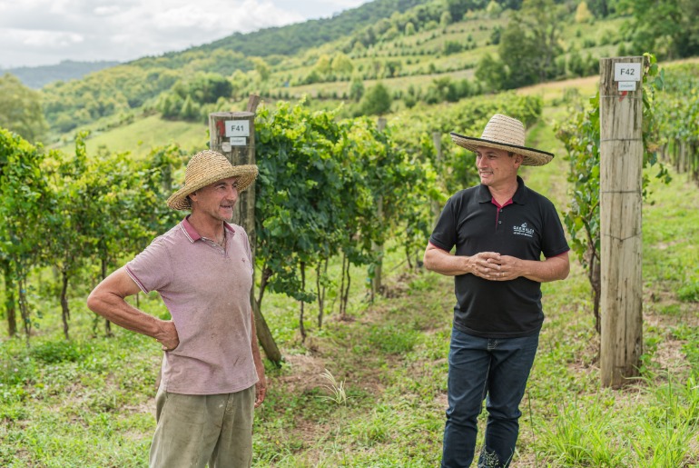 Cooperativa Garibaldi orienta viticultores sobre Super El Niño