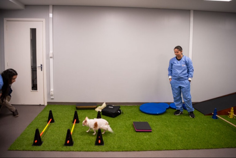 Instituto Hospitalar Veterinário da UCS implanta Centro de Reabilitação Pet