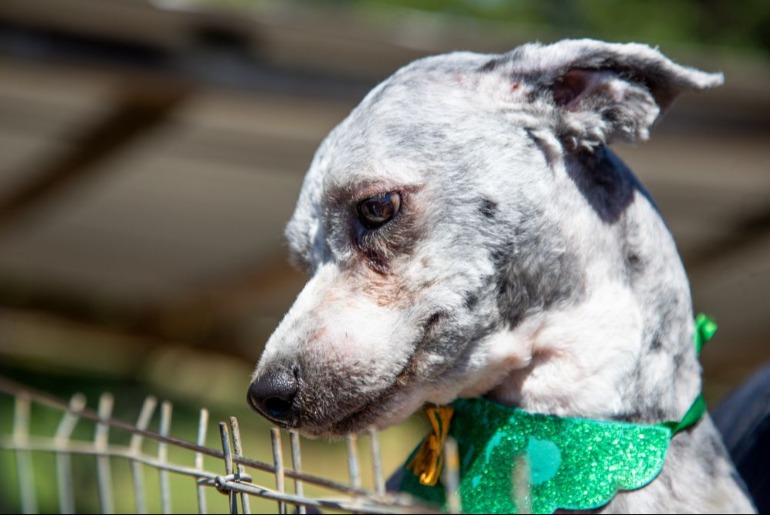 Feira de adoção terá microchipagens gratuitas para cães e gatos no Jardim Botânico