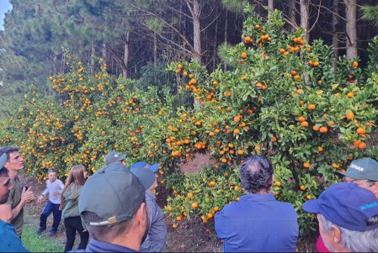 Expansão dos pomares impulsiona debate sobre a citricultura em Caxias