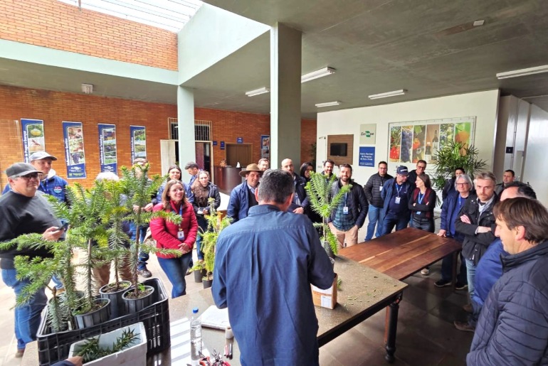 Embrapa e Emater capacitam técnicos para ampliar cultivo de araucária na Serra Gaúcha